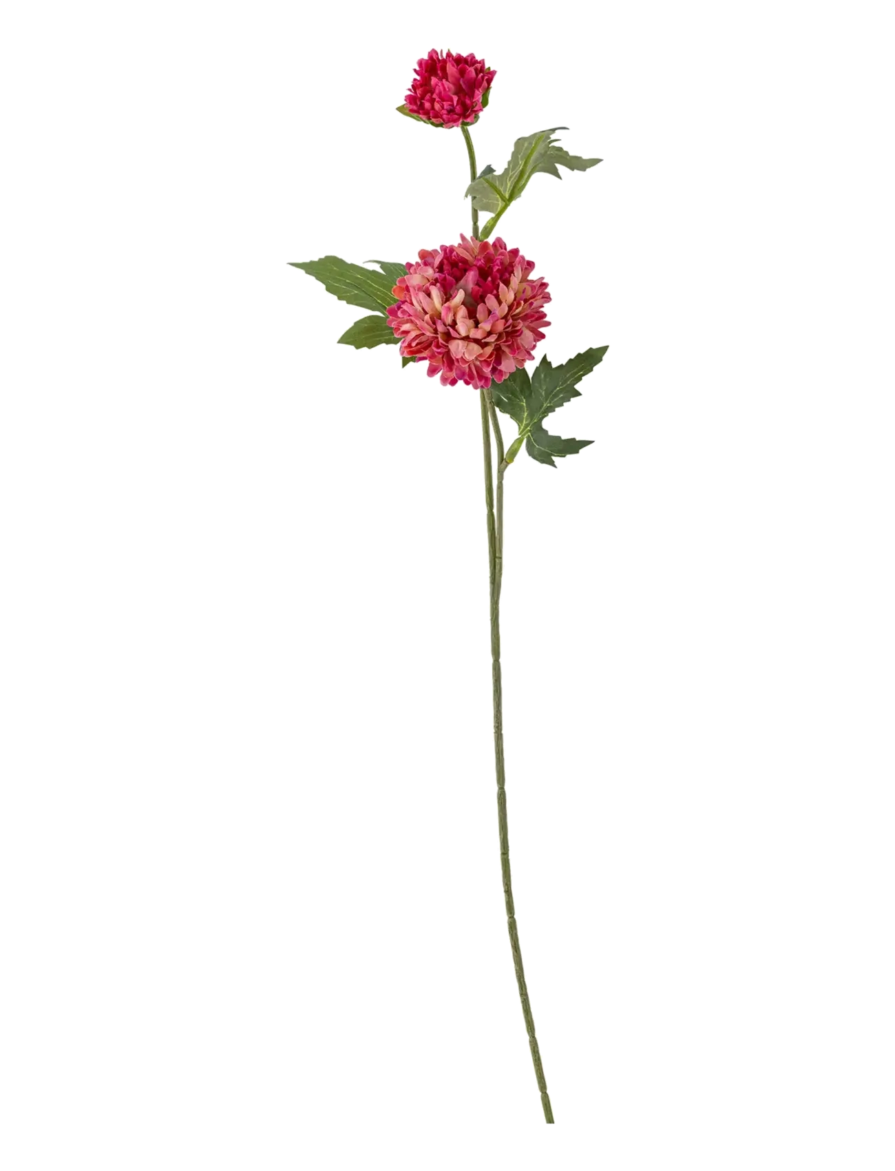 BLOOMINGVILLE Chrysantemum Stem Rot - H47CM - Unisex