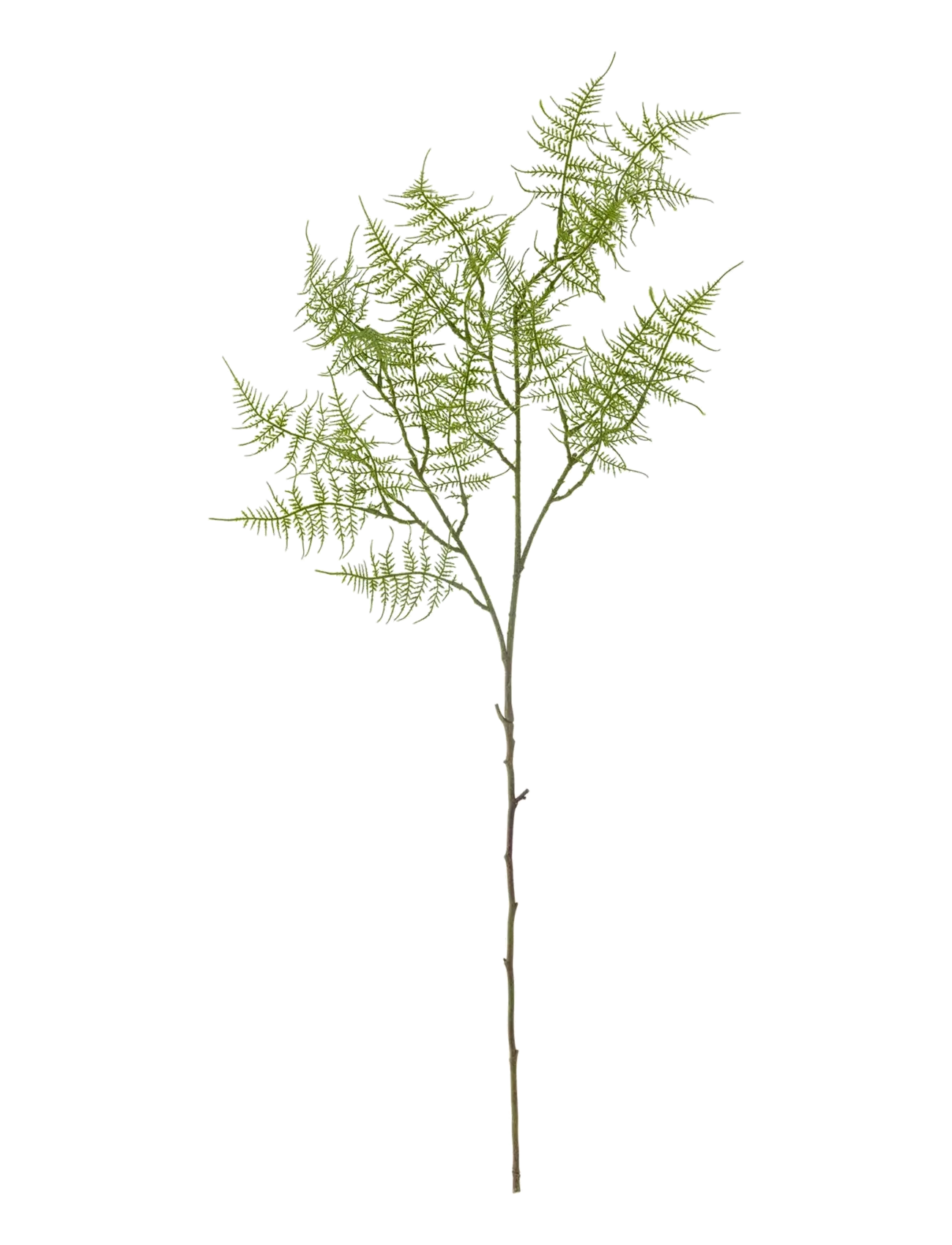 Bloomingville Fern Stem - Getrocknete Blumen - GREEN / green