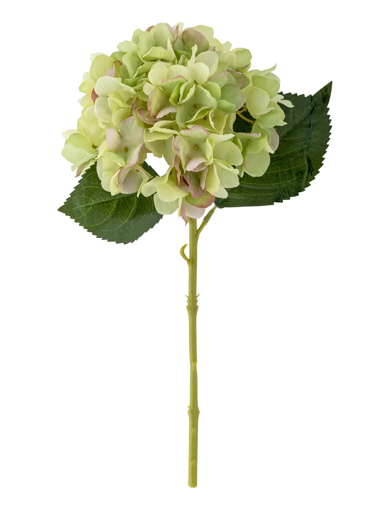 Bloomingville Hydrangea Stem White, Dried & Fake Flowers, Grøn, Str: H36CM