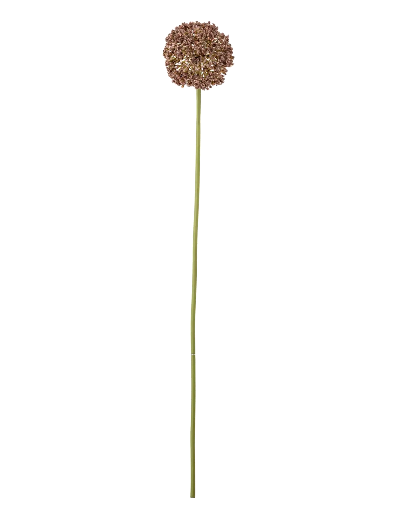 Bloomingville Allium Stem, Dried & Fake Flowers, Brun, Str: H70CM