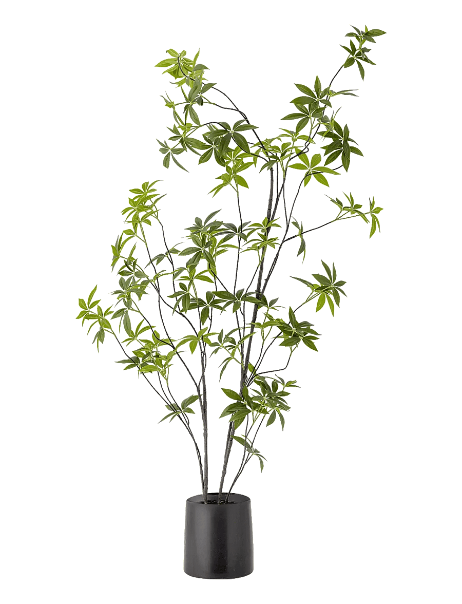 Bloomingville - Palmatum Plant - valentinstaggeschenke - green - 1