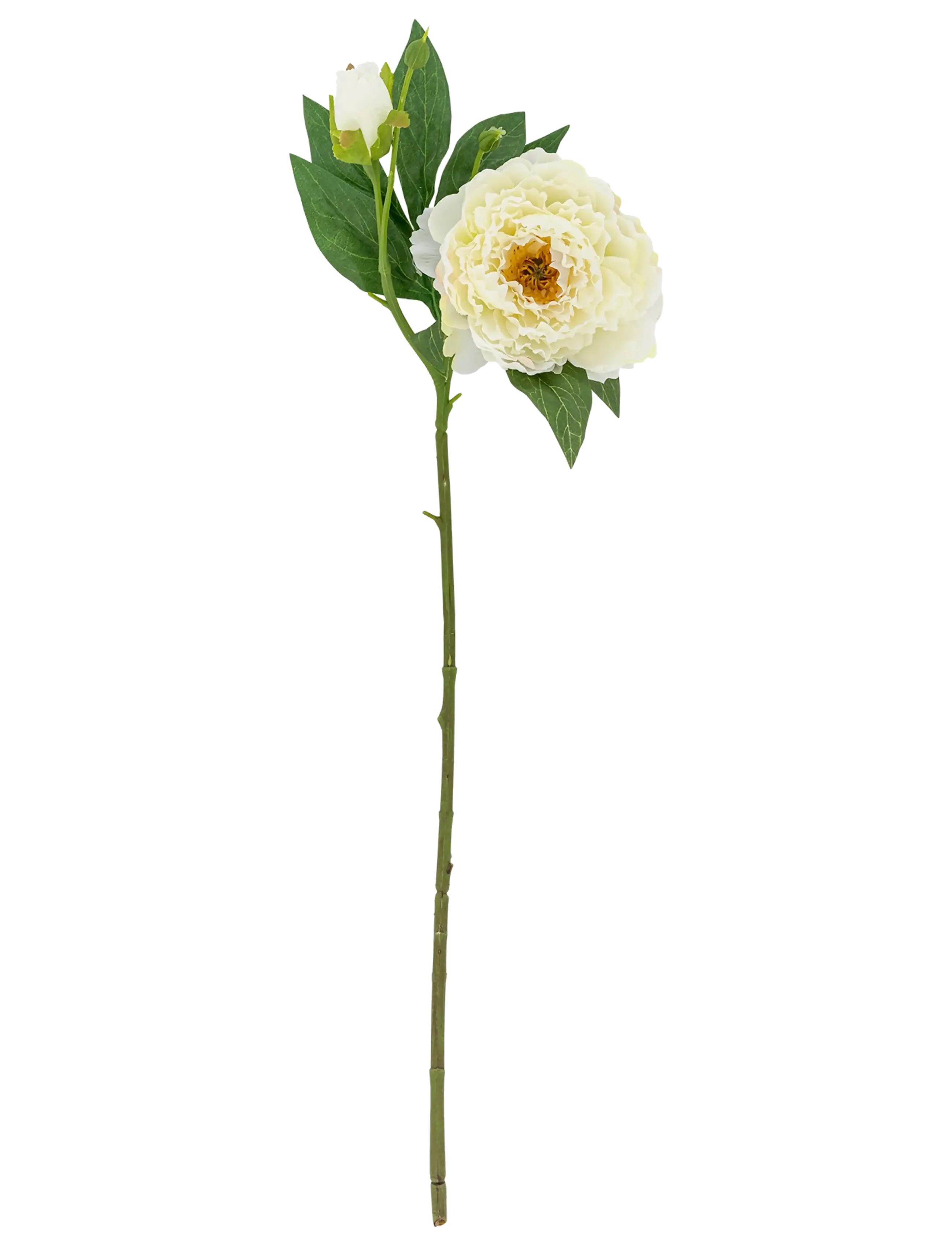 Bloomingville Peony Stem, Dried & Fake Flowers, Hvid, Str: H62CM