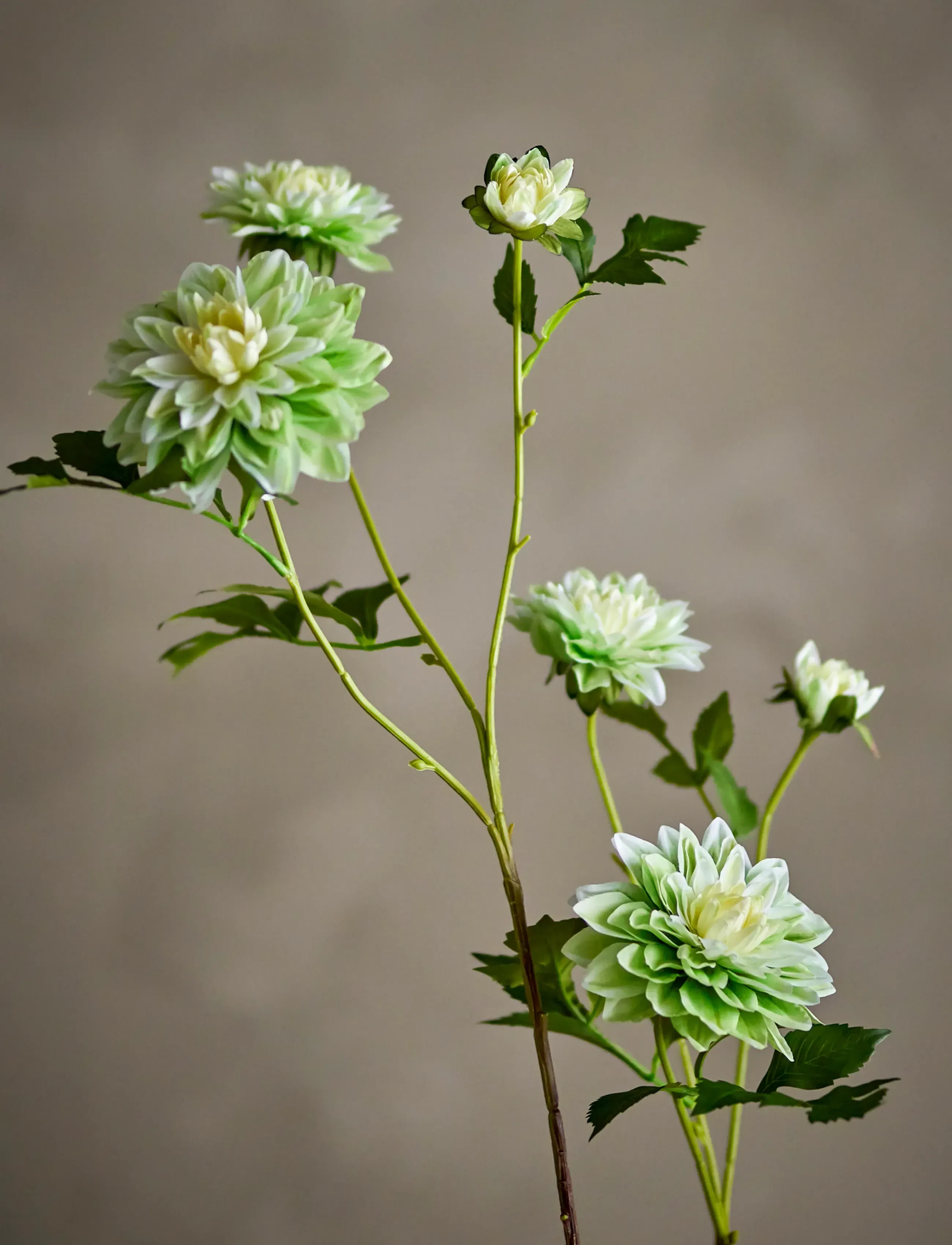 Bloomingville Chrysantemum Stem, H75 cm, Decoration, Weiß - Dried & Fake Flowers, Homeware