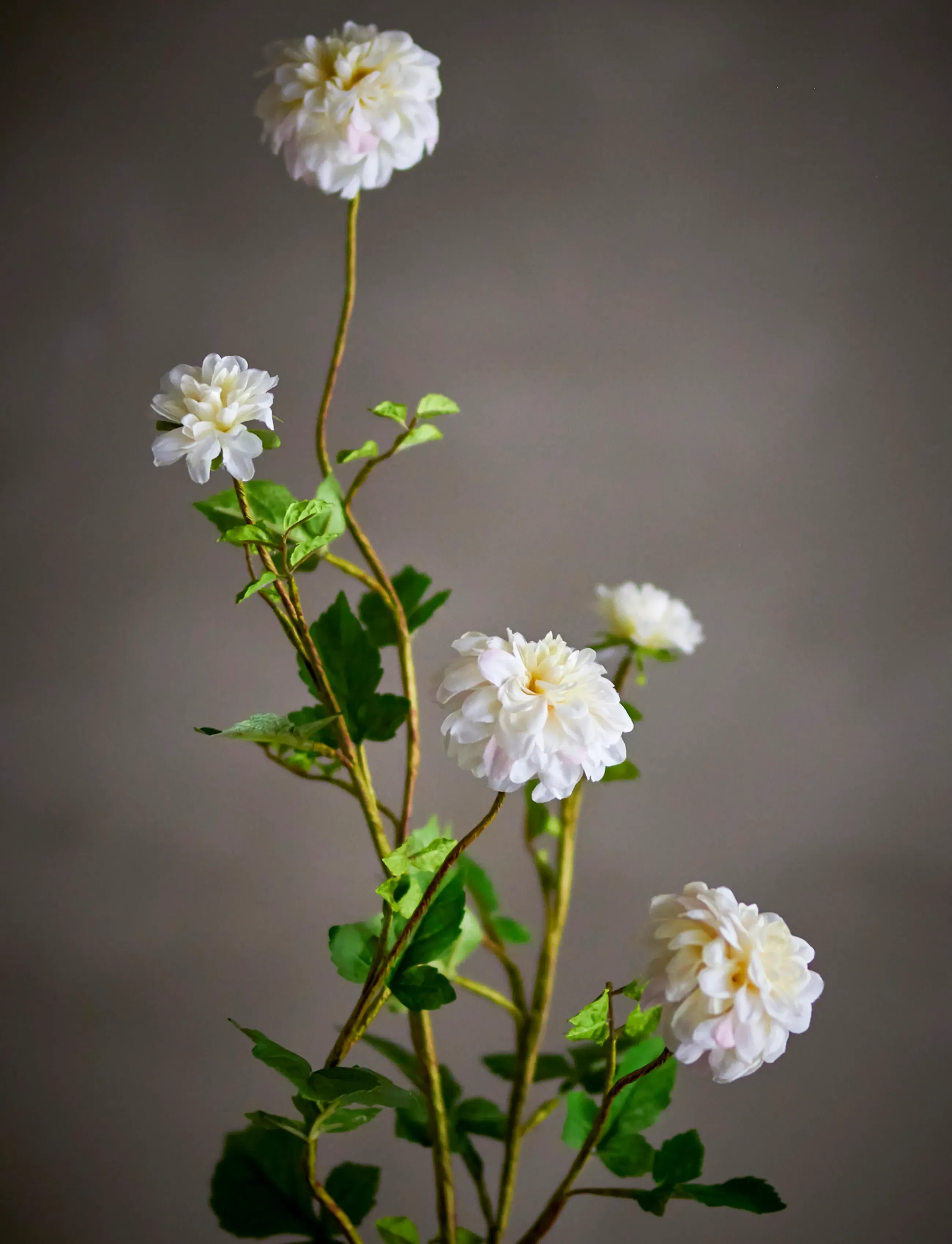 Bloomingville Chrysantemum Stem, H101 cm, Decoration, Weiß - Dried & Fake Flowers, Homeware
