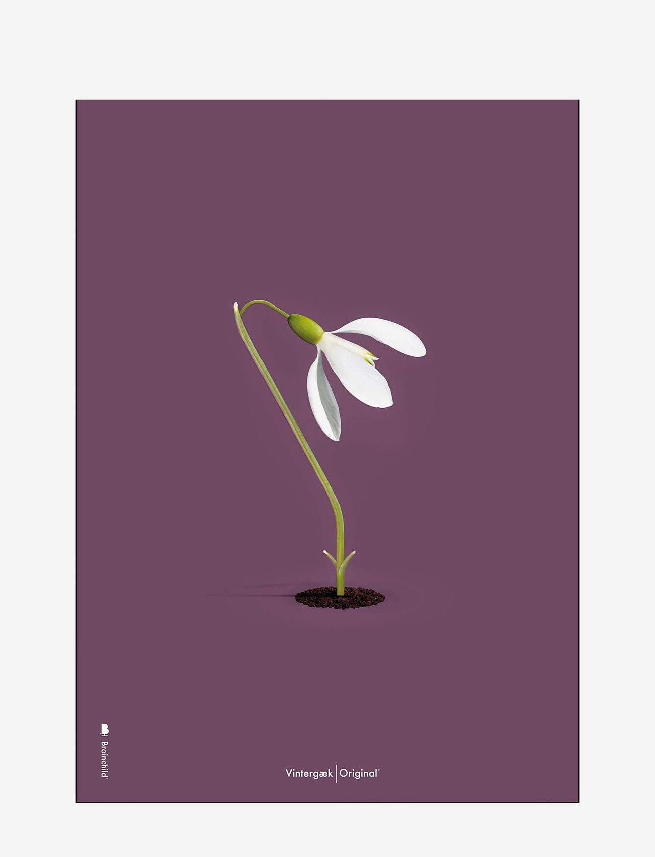 Brainchild - Vintergæk Lilla - laveste priser - multi-colored - 0