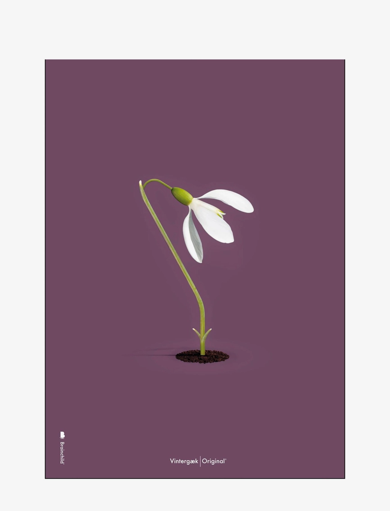 Brainchild Snowdrop purple - Brainchild - MULTI-COLORED / multi