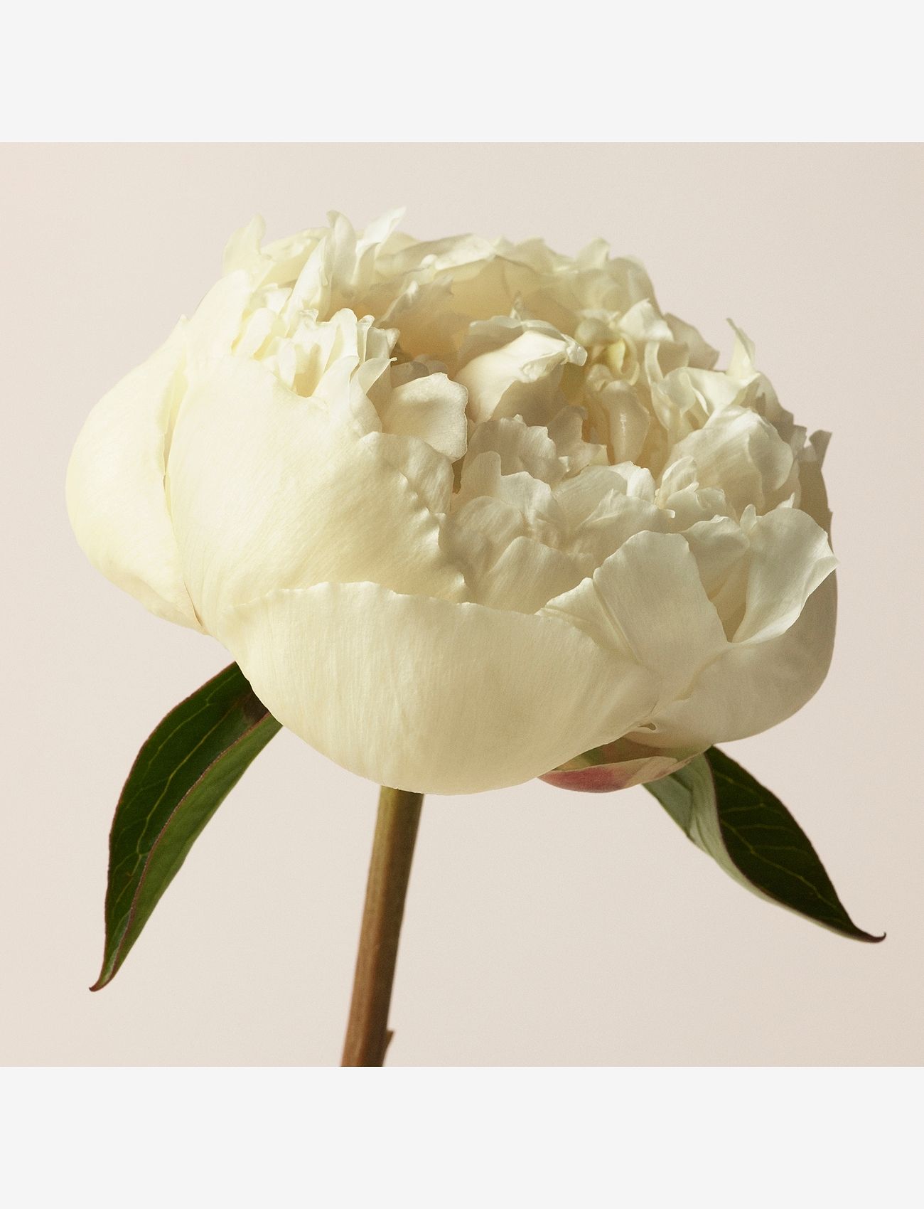 Burberry Fragrance - BBY LONDON WOMEN EAU DE PARFUM - till henne  - clear - 3