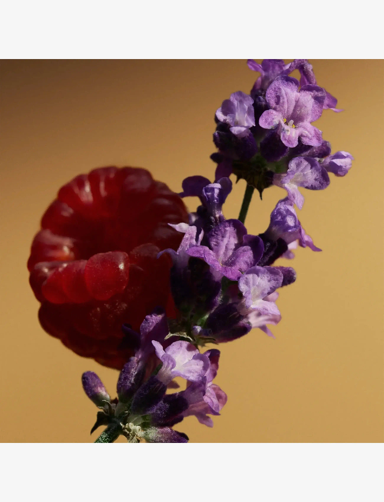 Burberry Fragrance - Goddess Parfum - parfumer - clear - 5