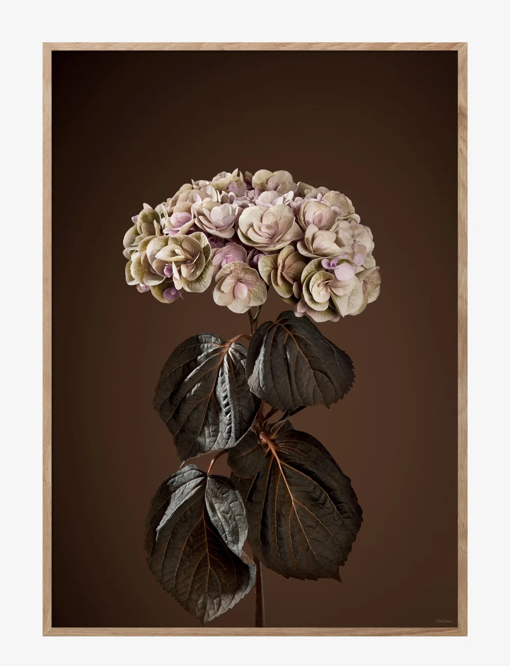 ChiCura - Majestically Brown - fotografien - multiple color - 0