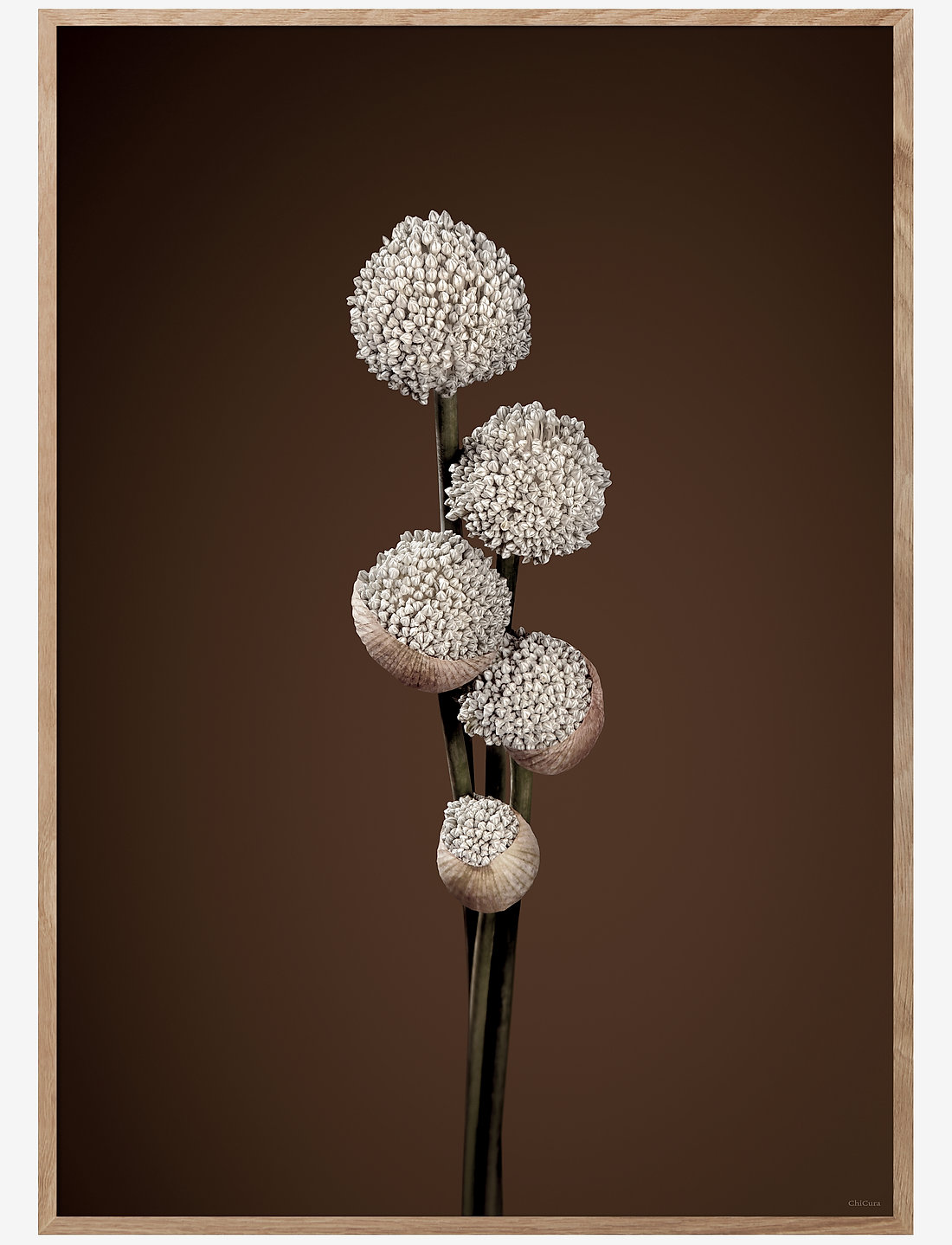 ChiCura - Unfold - Brown - fotod - multiple color - 0