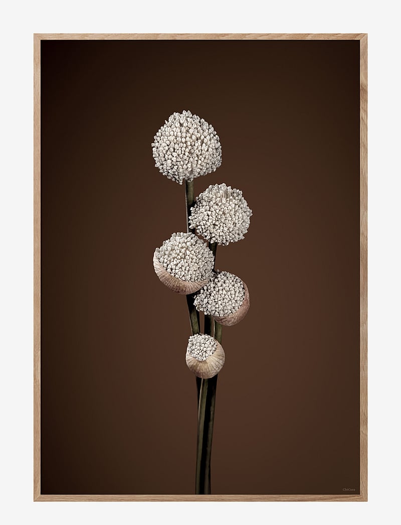 ChiCura - Unfold - Brown - fotografien - multiple color - 1