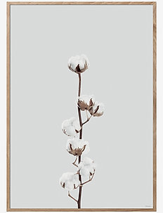 Cotton Flower, ChiCura
