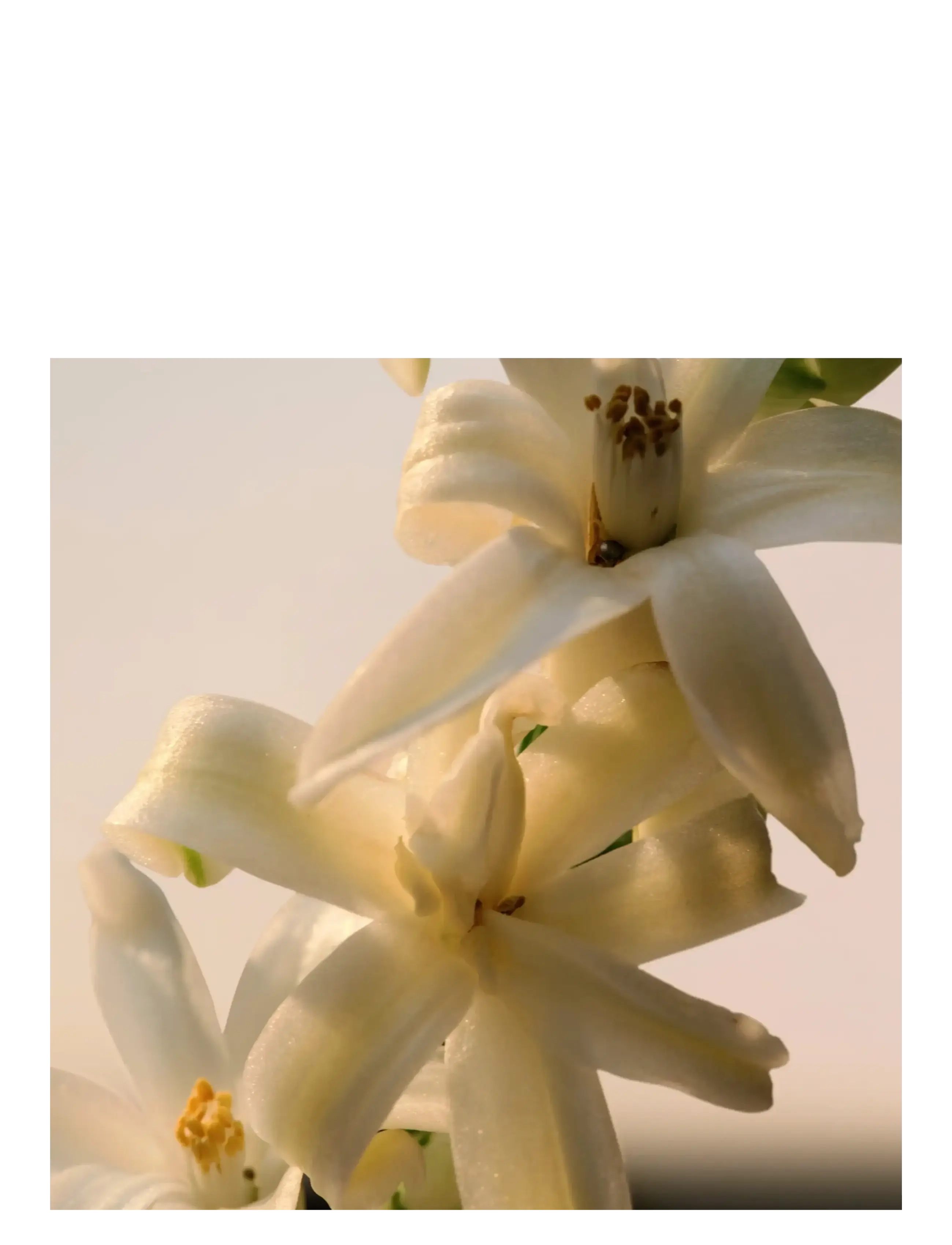 Le Parfum Edp 4
