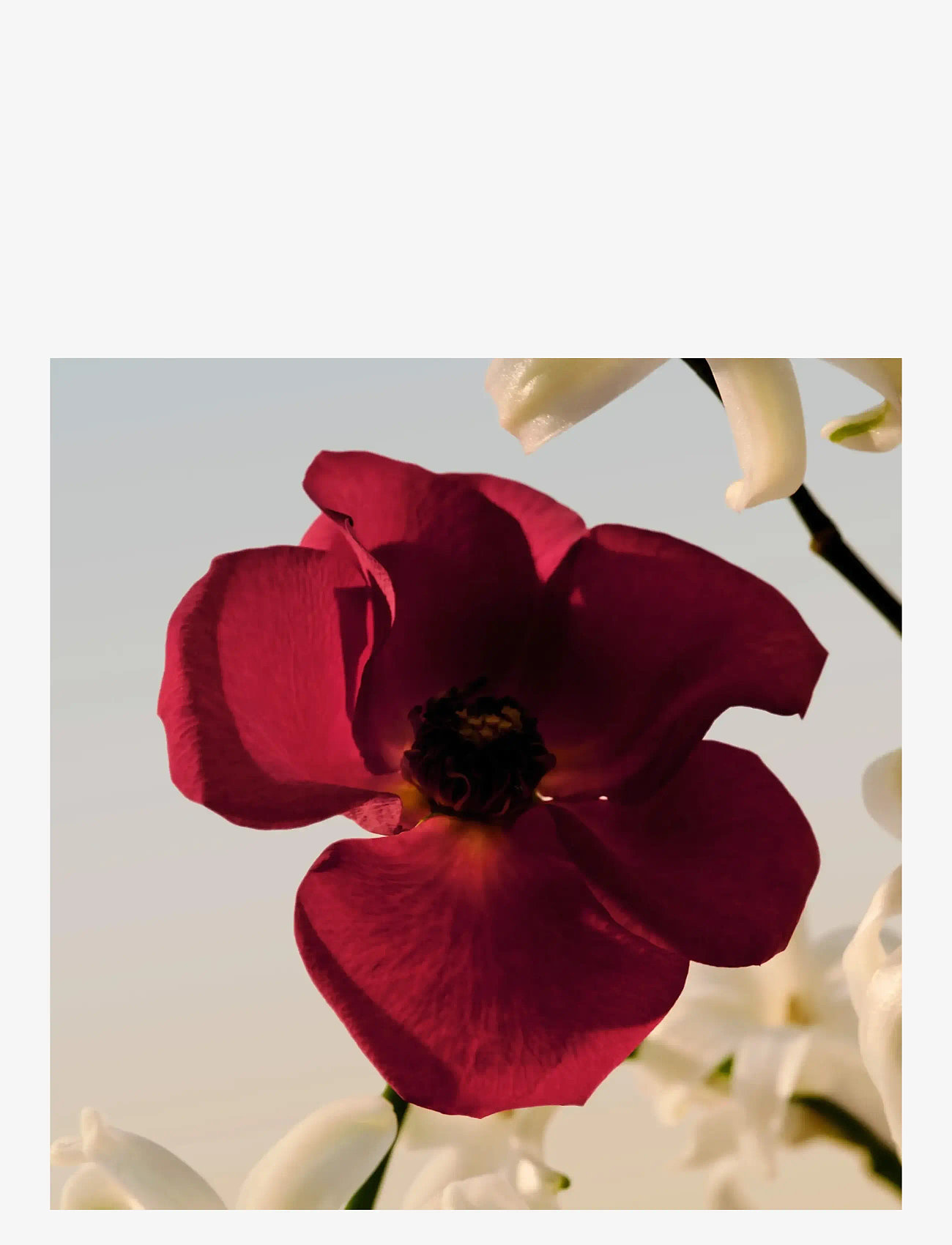 Chloé - Chloé Le Parfum EdP - valmiina treffi-iltaan - clear - 4