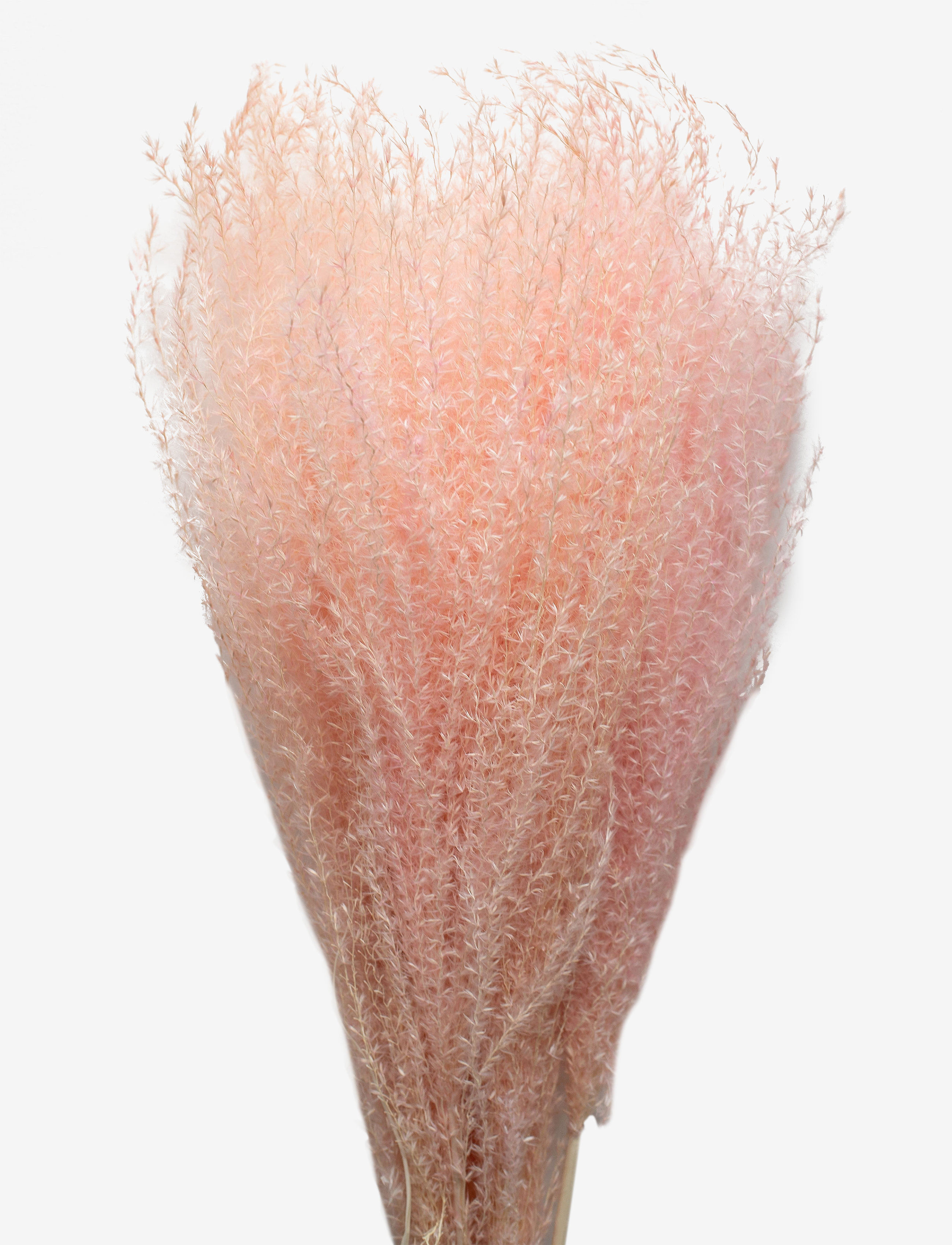 Cooee Design Dried Flowers Feather Pampas, Dried Flowers, Pink, Str: ONE SIZE