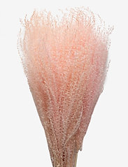 Dried Flowers Feather Pampas - FADED PINK