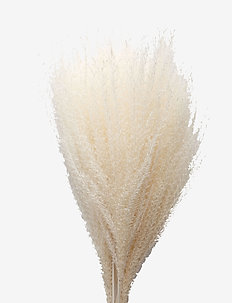 Dried Flowers Feather Pampas, Cooee Design