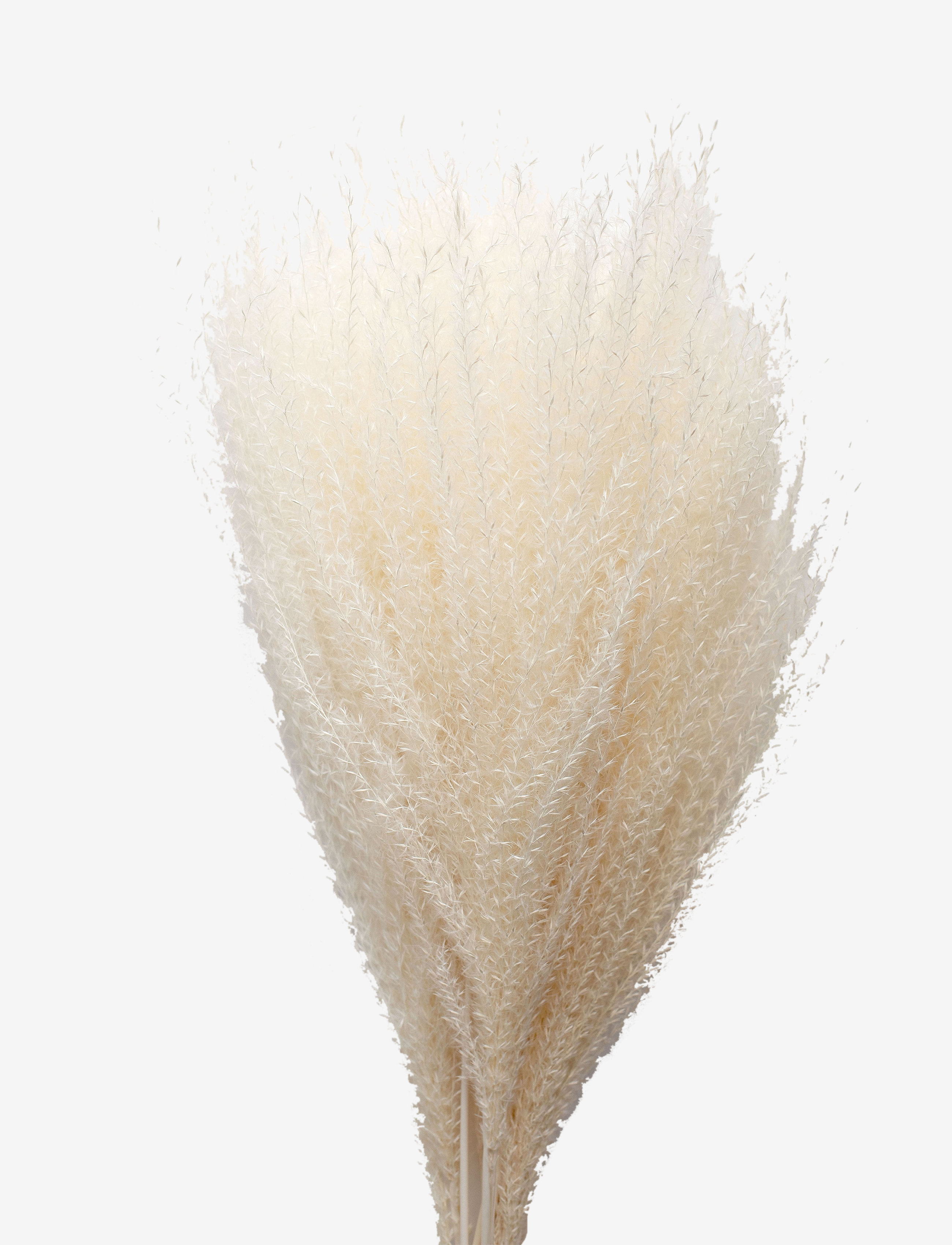 Dried Flowers Feather Pampas - WHITE