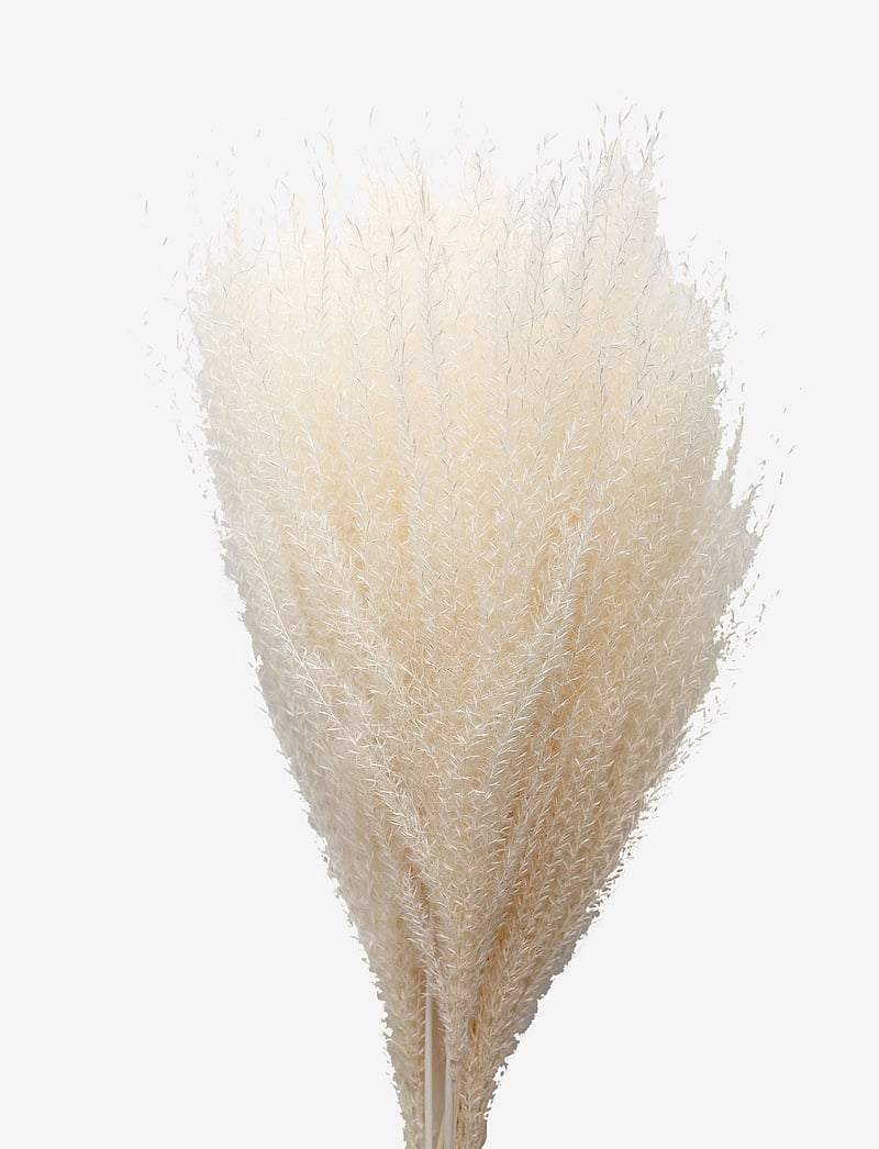 Cooee Design - Dried Flowers Feather Pampas - nach preis einkaufen - white - 0