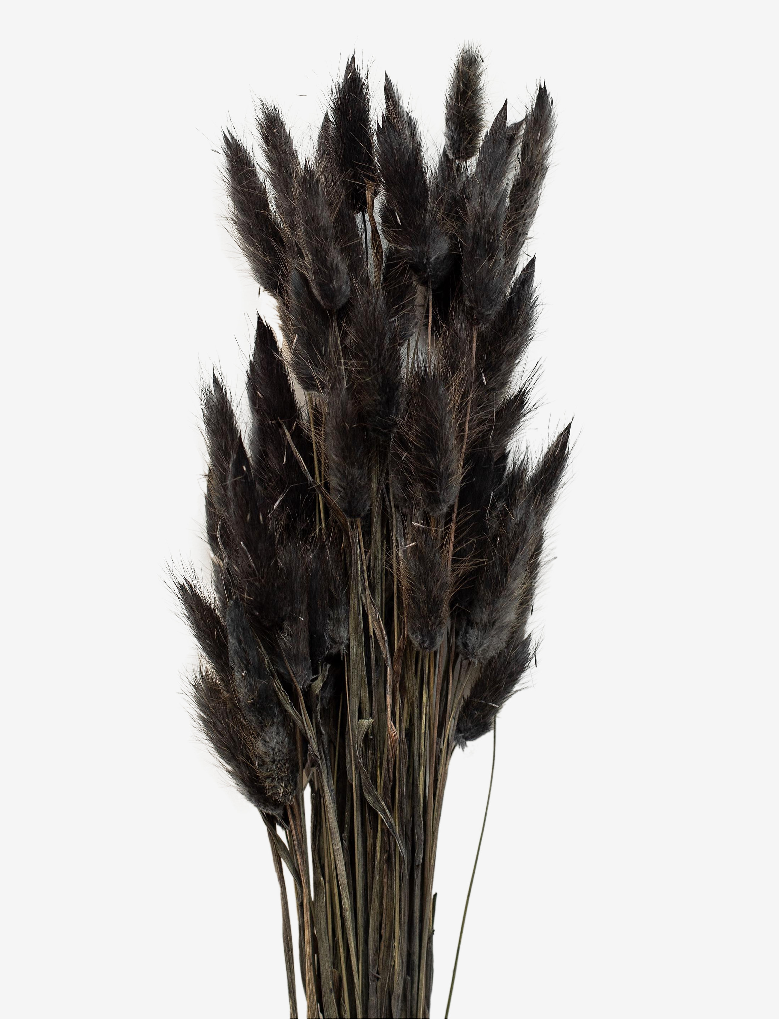 Cooee Design Dried Flowers Lagurus Ash, Dried Flowers, Sort, Str: ONE SIZE