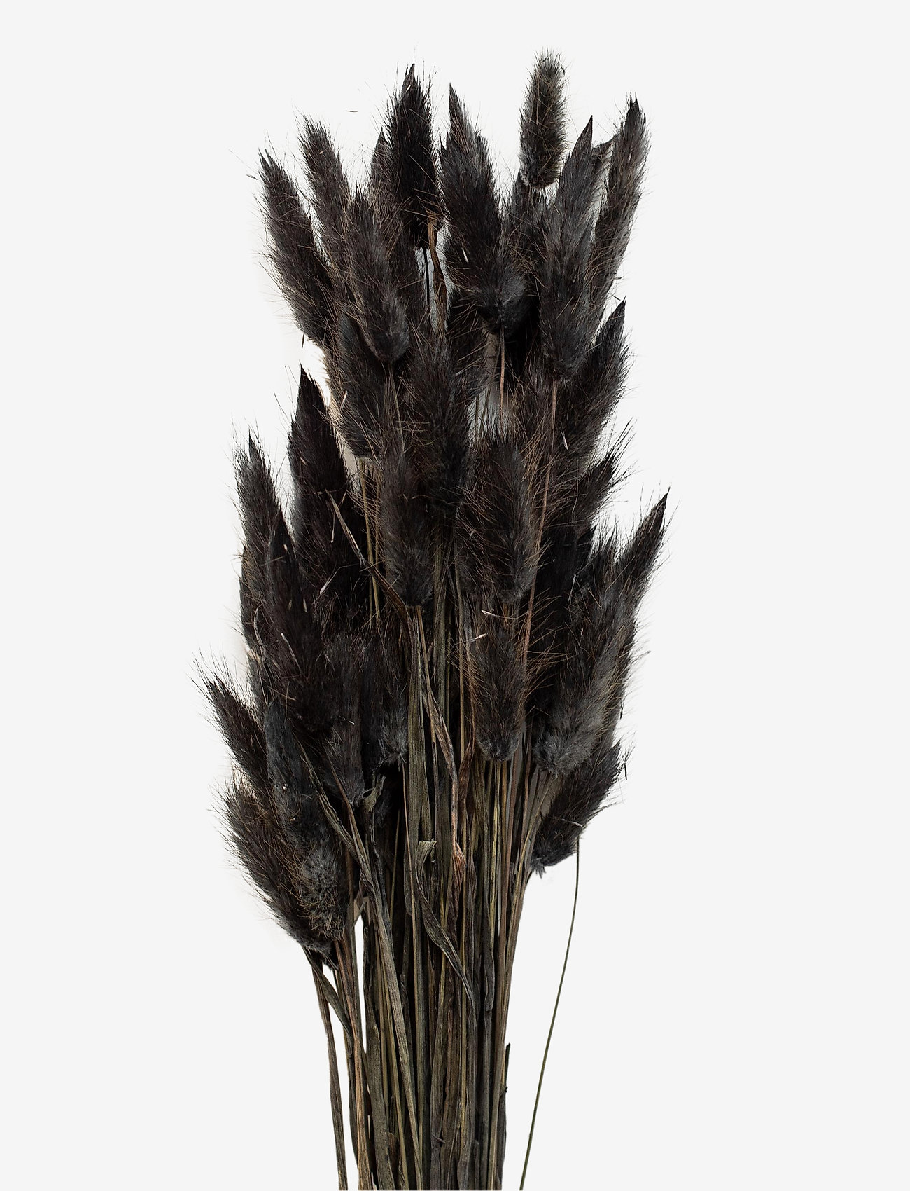 Cooee Design - Dried  Flowers Lagurus Ash - mažiausios kainos - black - 0