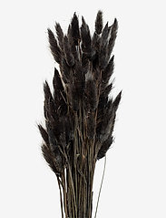 Cooee Design - Dried  Flowers Lagurus Ash - kunstige blomster - black - 0