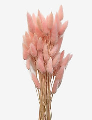 Cooee Design - Dried  Flowers Lagurus Ash - lägsta priserna - faded pink - 0