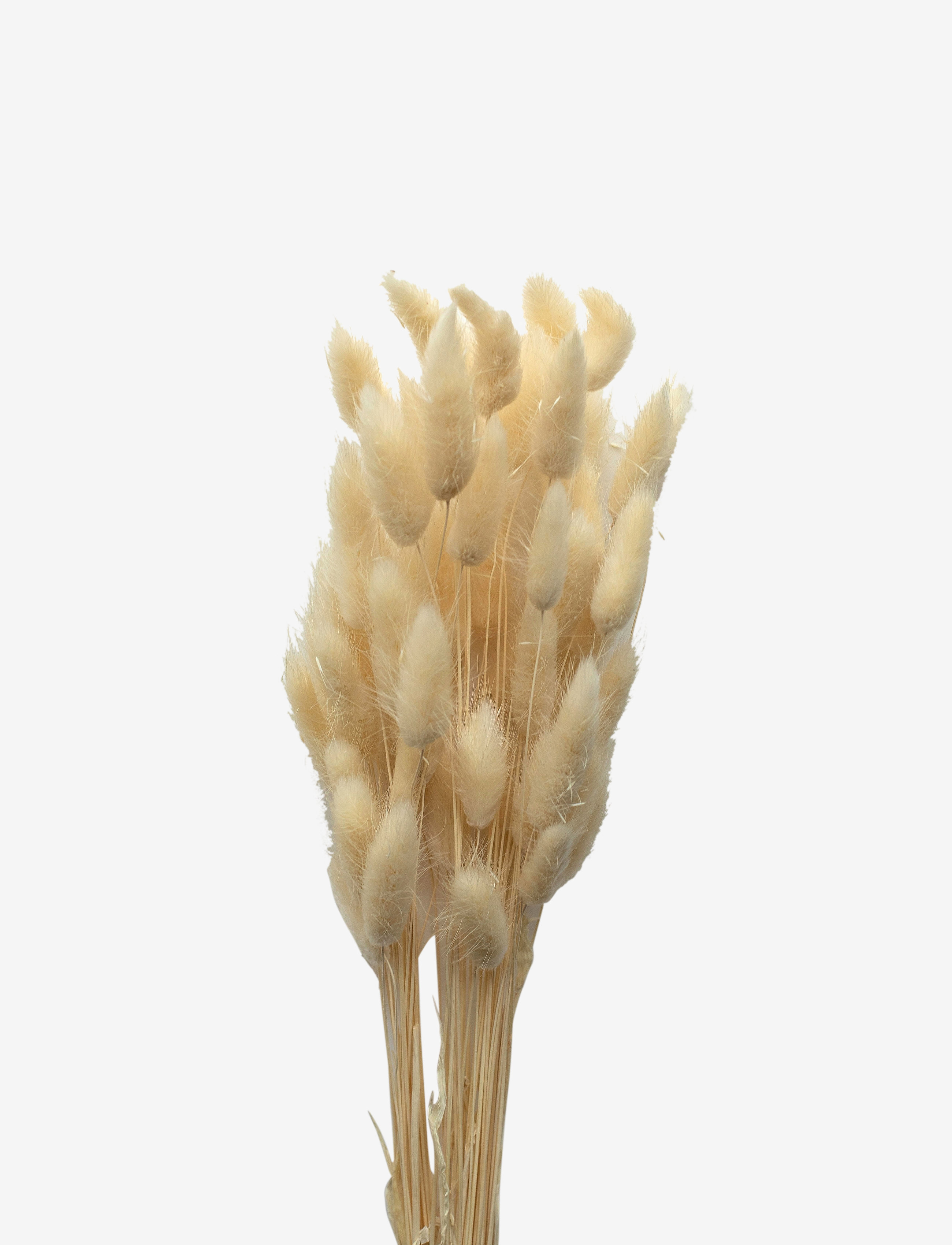 Cooee Design Dried  Flowers Lagurus Ash - Cooee Design - WHITE / white