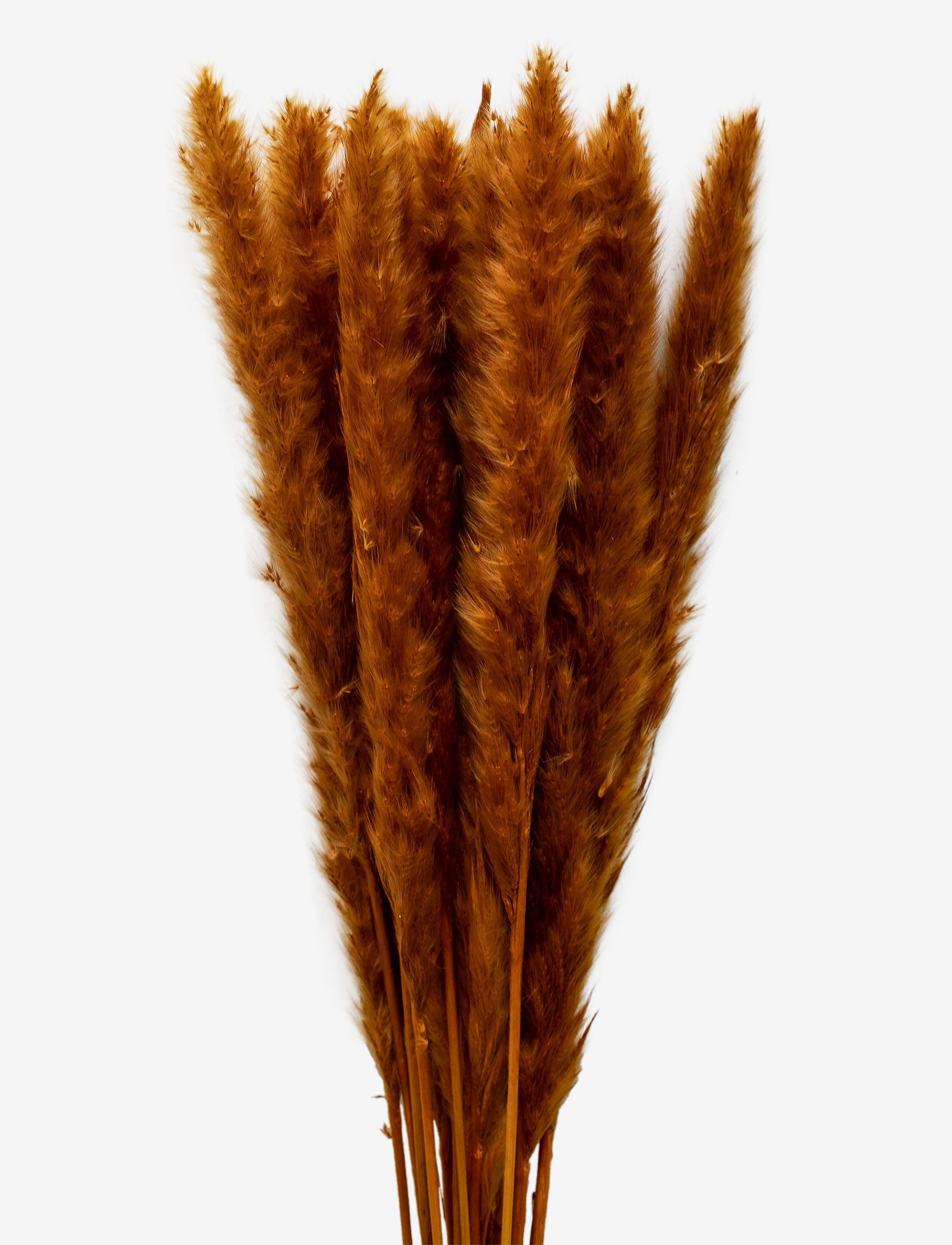 Cooee Design Dried Flowers Pampas Ginger, Dried Flowers, Orange, Str: ONE SIZE