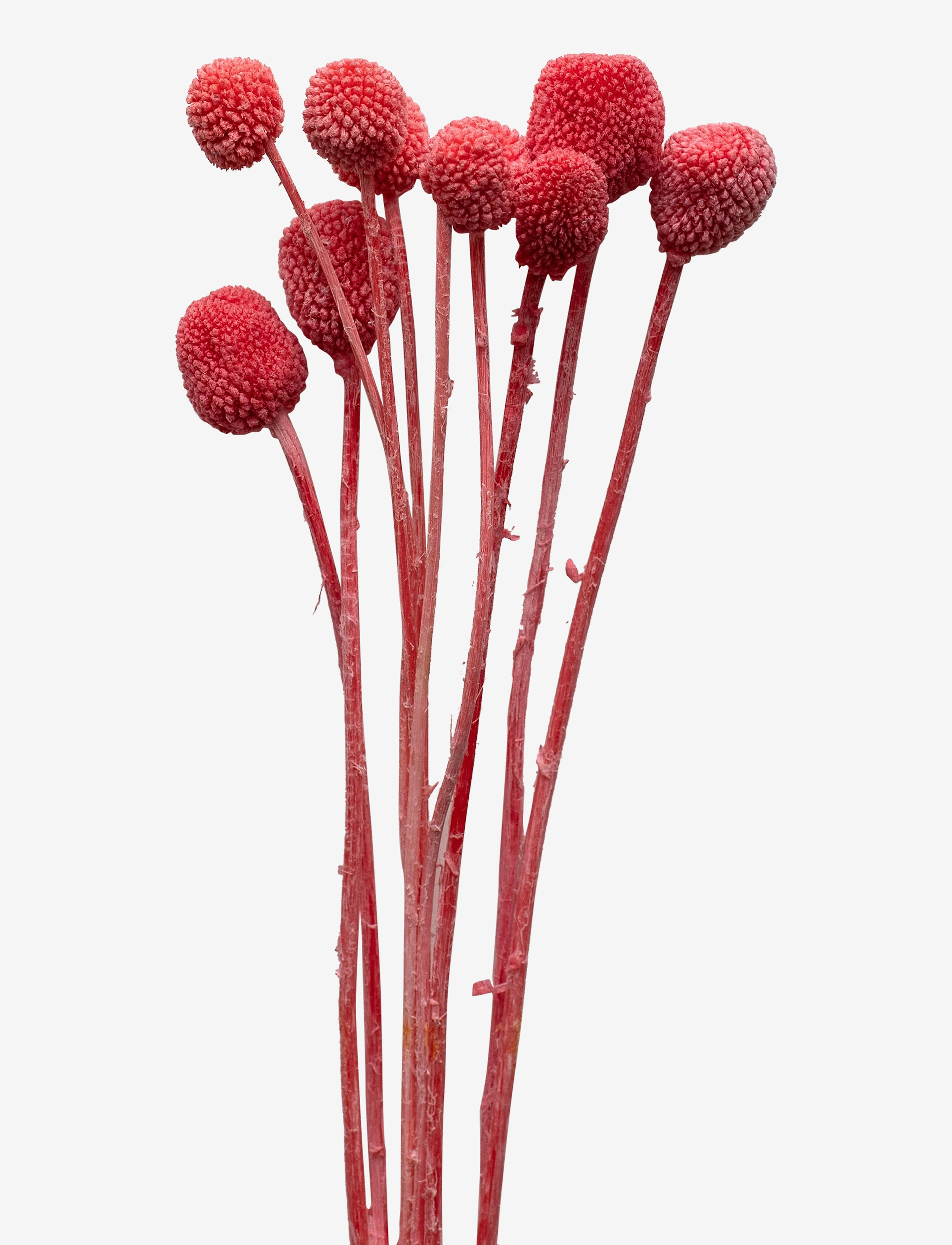 Dried  Flowers Golden Ball Red - RED