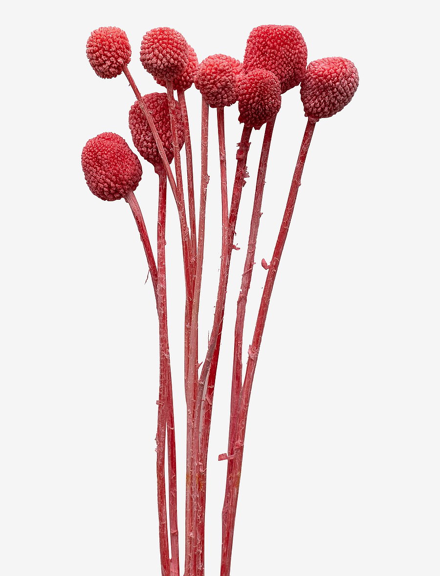 Cooee Design - Dried Flowers Golden Ball Red - madalaimad hinnad - red - 0