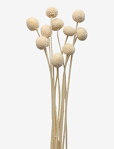 Dried  Flowers Golden Ball Red, Cooee Design
