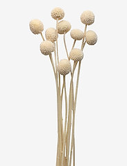 Dried  Flowers Golden Ball Red - WHITE