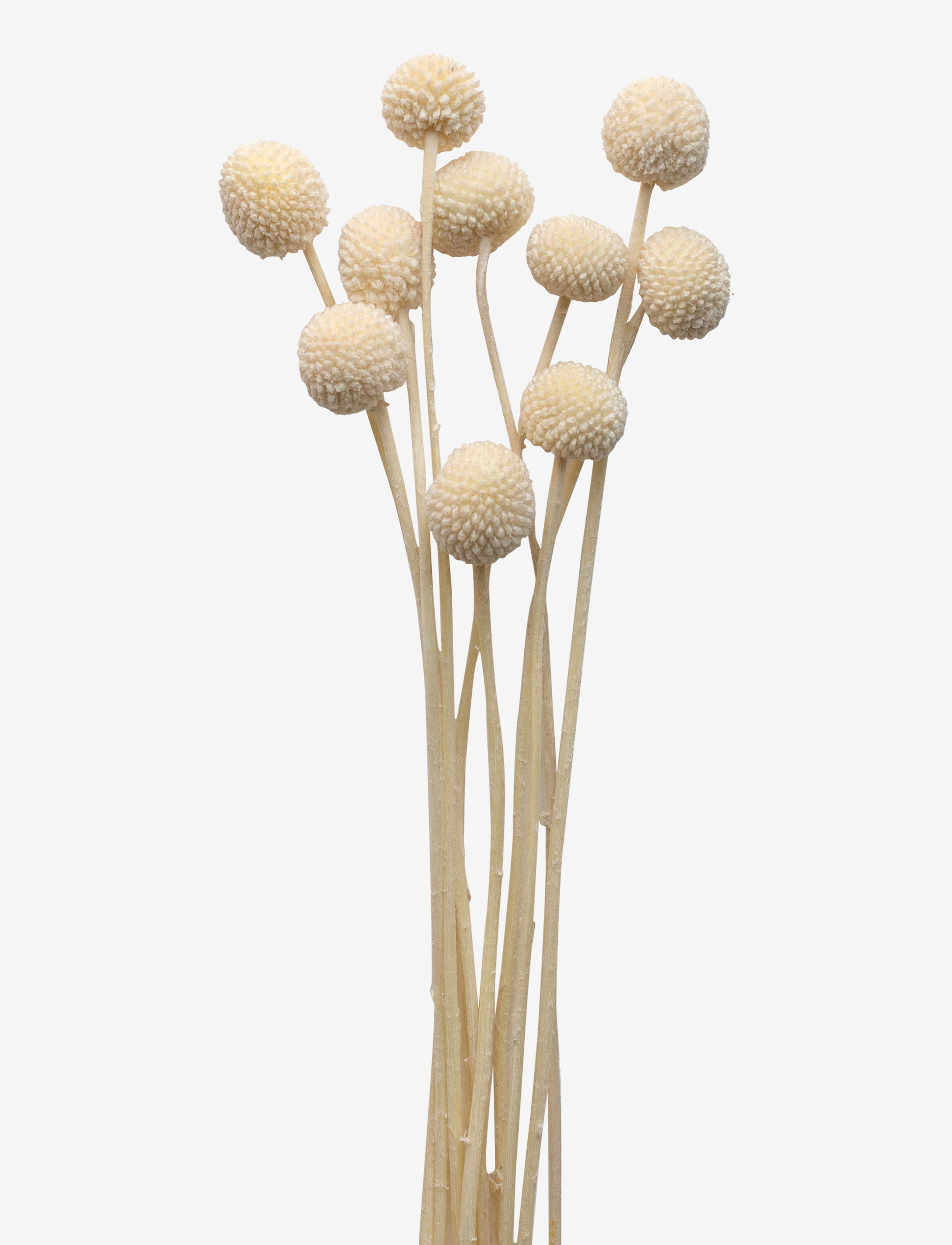 Cooee Design Dried  Flowers Golden Ball Red - Dirbtinės gėlės - WHITE / white