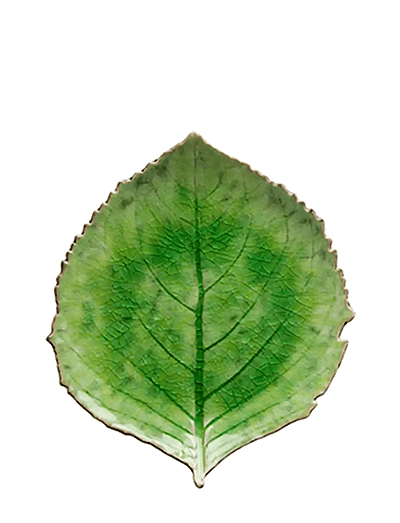 Costa Nova Leaf plate Hydrangea L - Geschirr - LIGHT GREEN / green