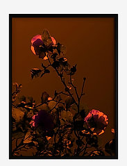Poster Rose - RED