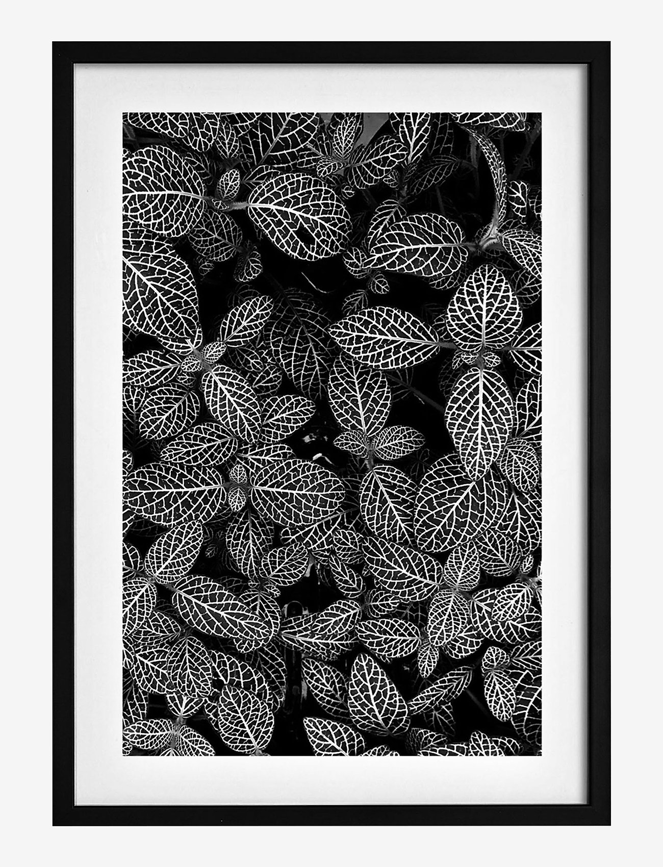 Democratic Gallery - Poster Abstract Plant - kasvitieteellinen - black - 0