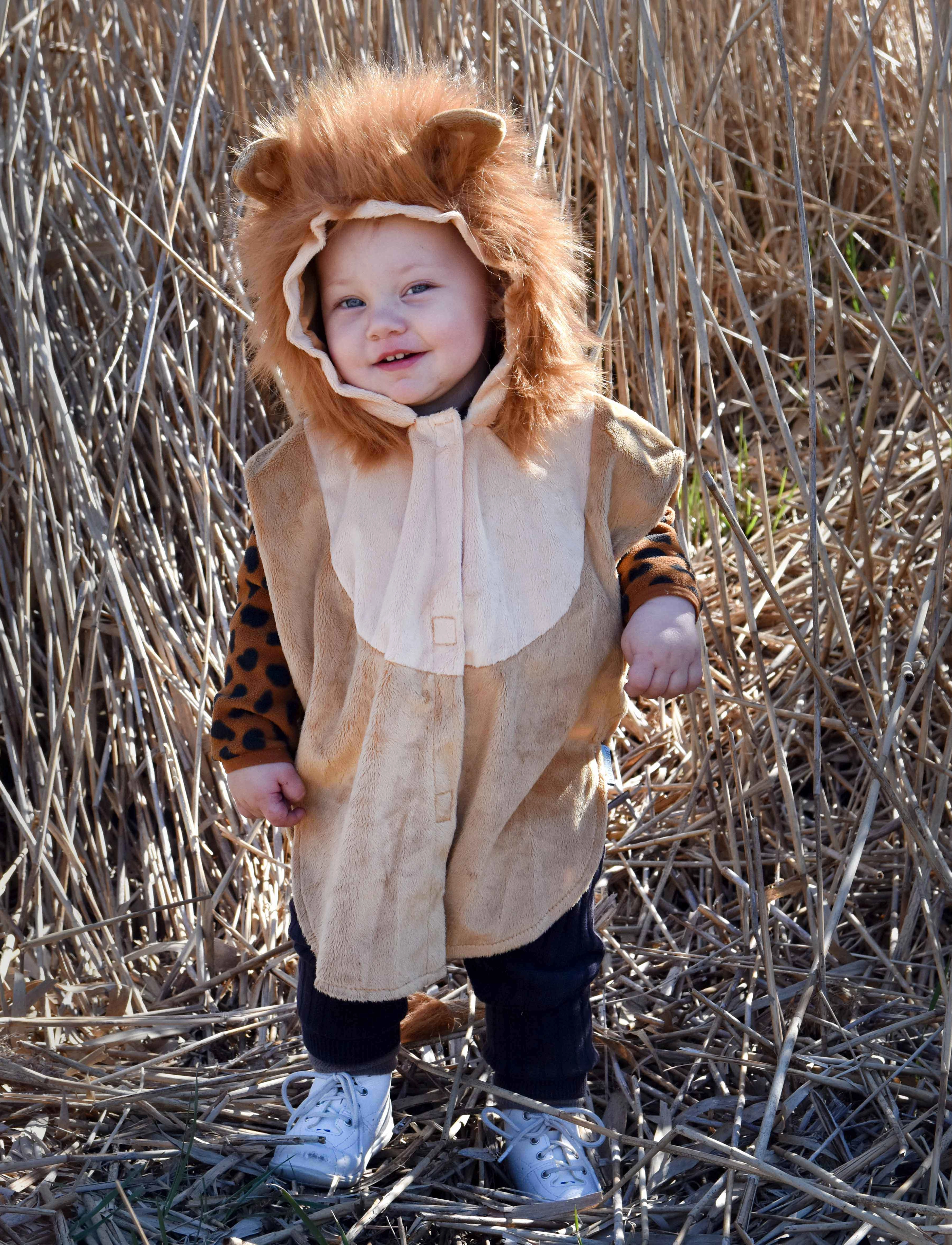 Den goda fen Mini Cape Lion, Børn, Character Costumes, Brun, Str: 86-110
