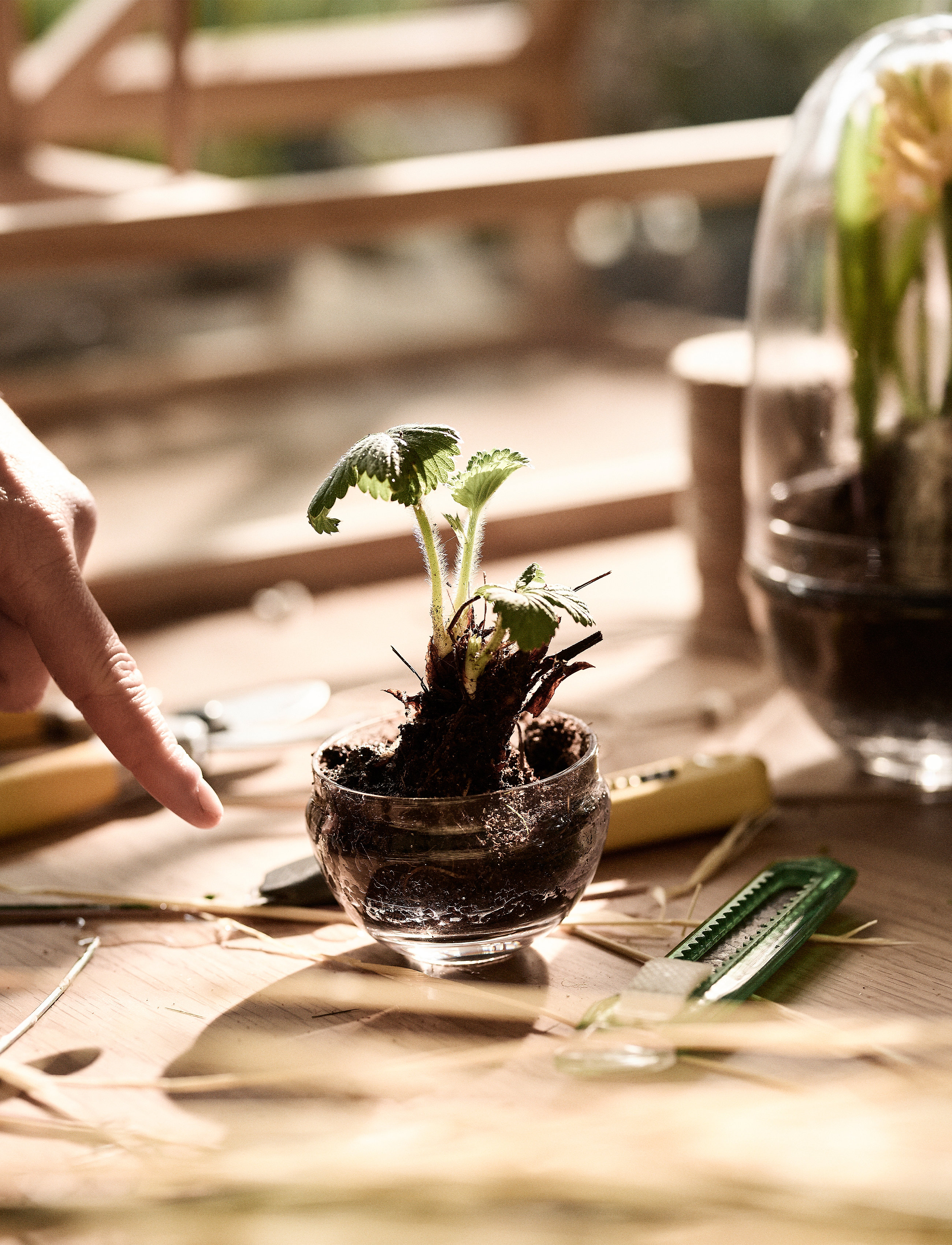Design House Stockholm - Grow Greenhouse - ystävänpäivälahjat - clear - 4