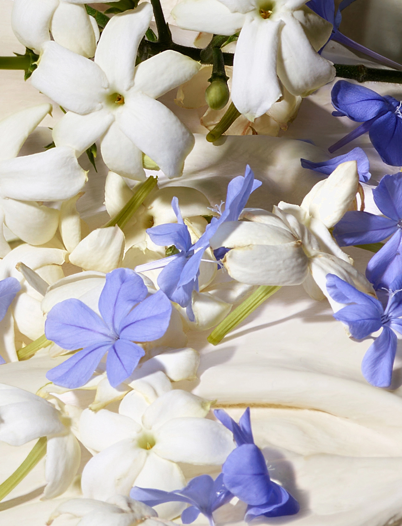 Dolce Blue Jasmine Edp 6