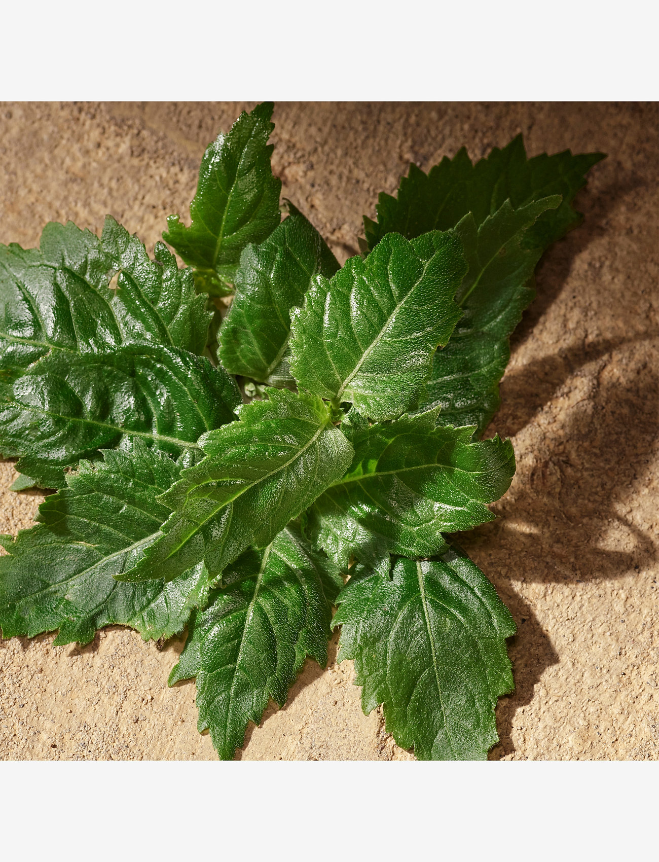 Dolce&Gabbana - Devotion Pour Homme EdP - til ham  - clear - 5