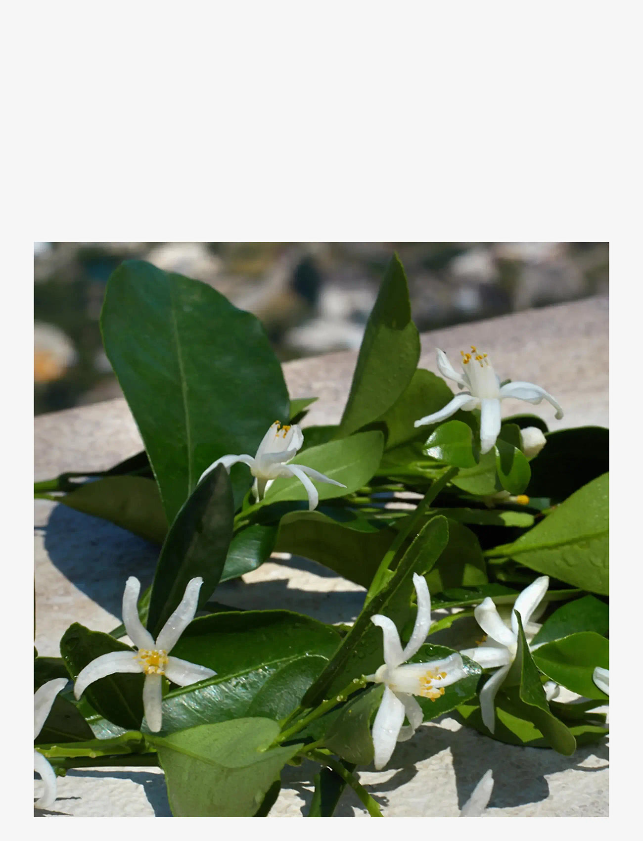 Dolce&Gabbana - Devotion EdP - redo för date night - clear - 2