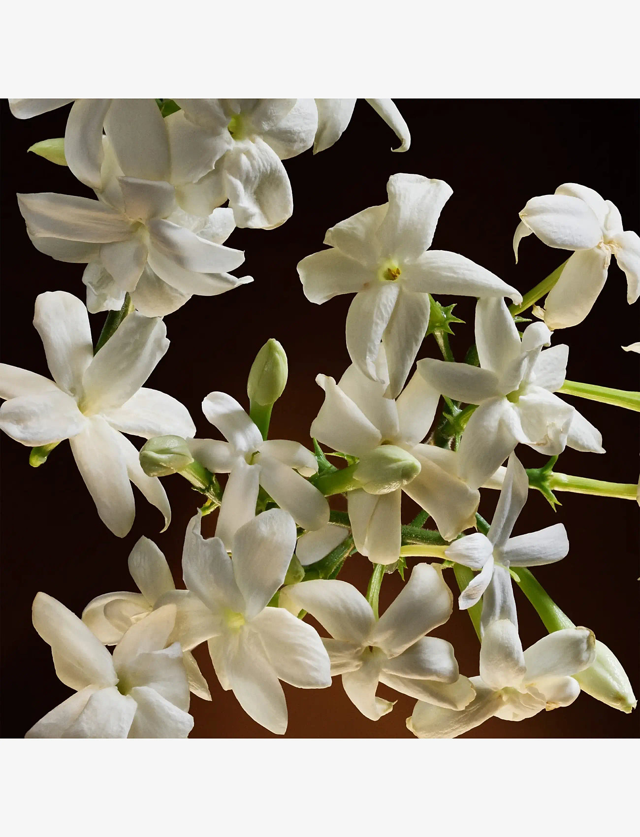 Dolce&Gabbana - The One EdP Intense - redo för date night - clear - 4