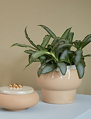 eden outcast - Desert Plant - birthday gifts - beige - 4