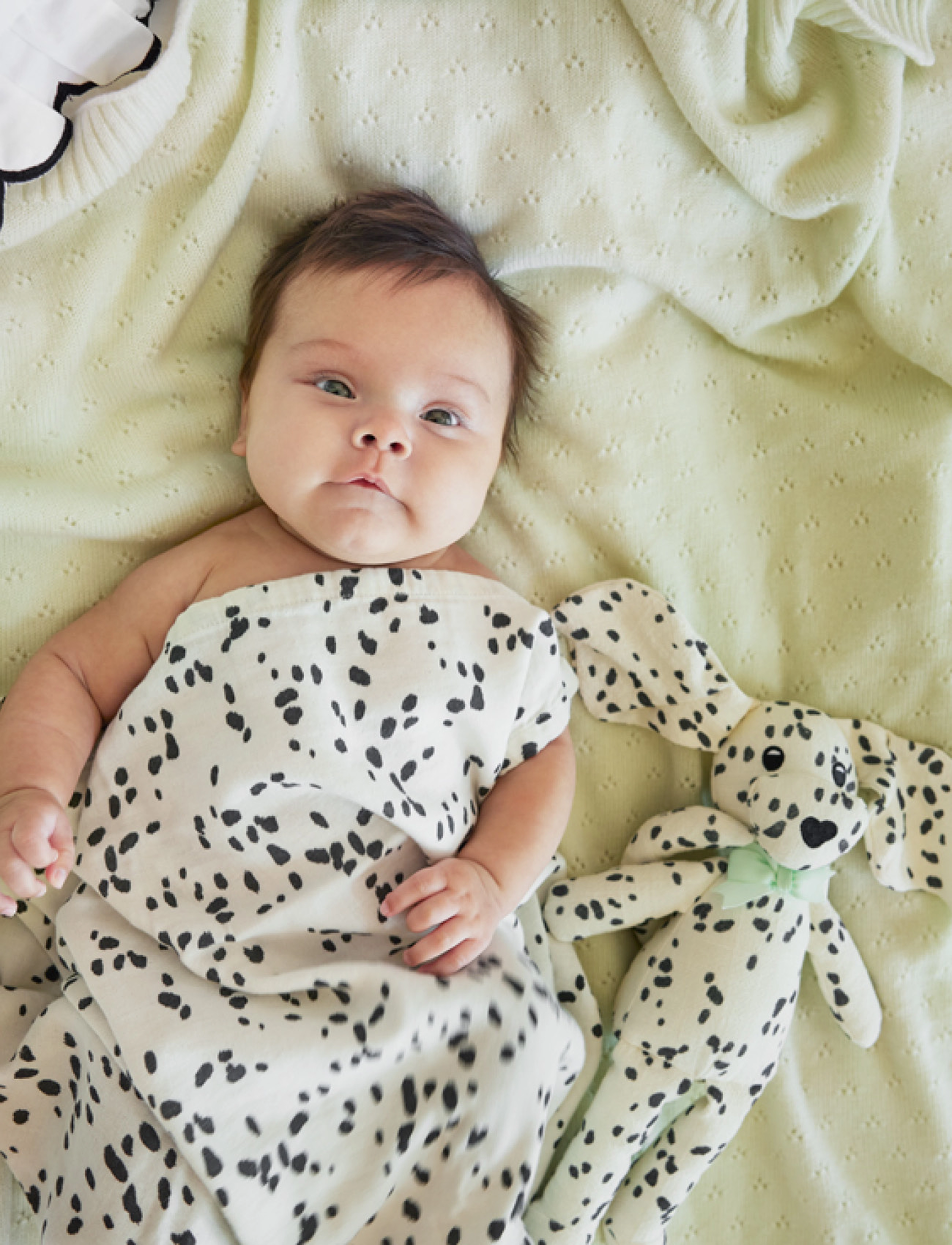 eds30350201416na_cdalmatiandot 