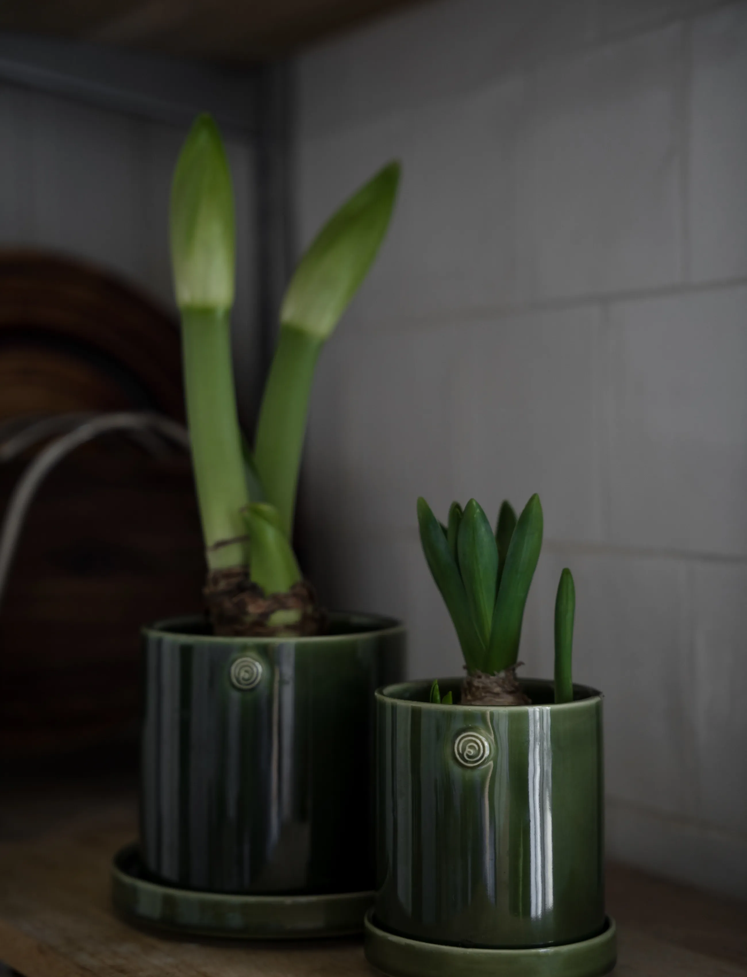 ERNST - Pot - green - 3