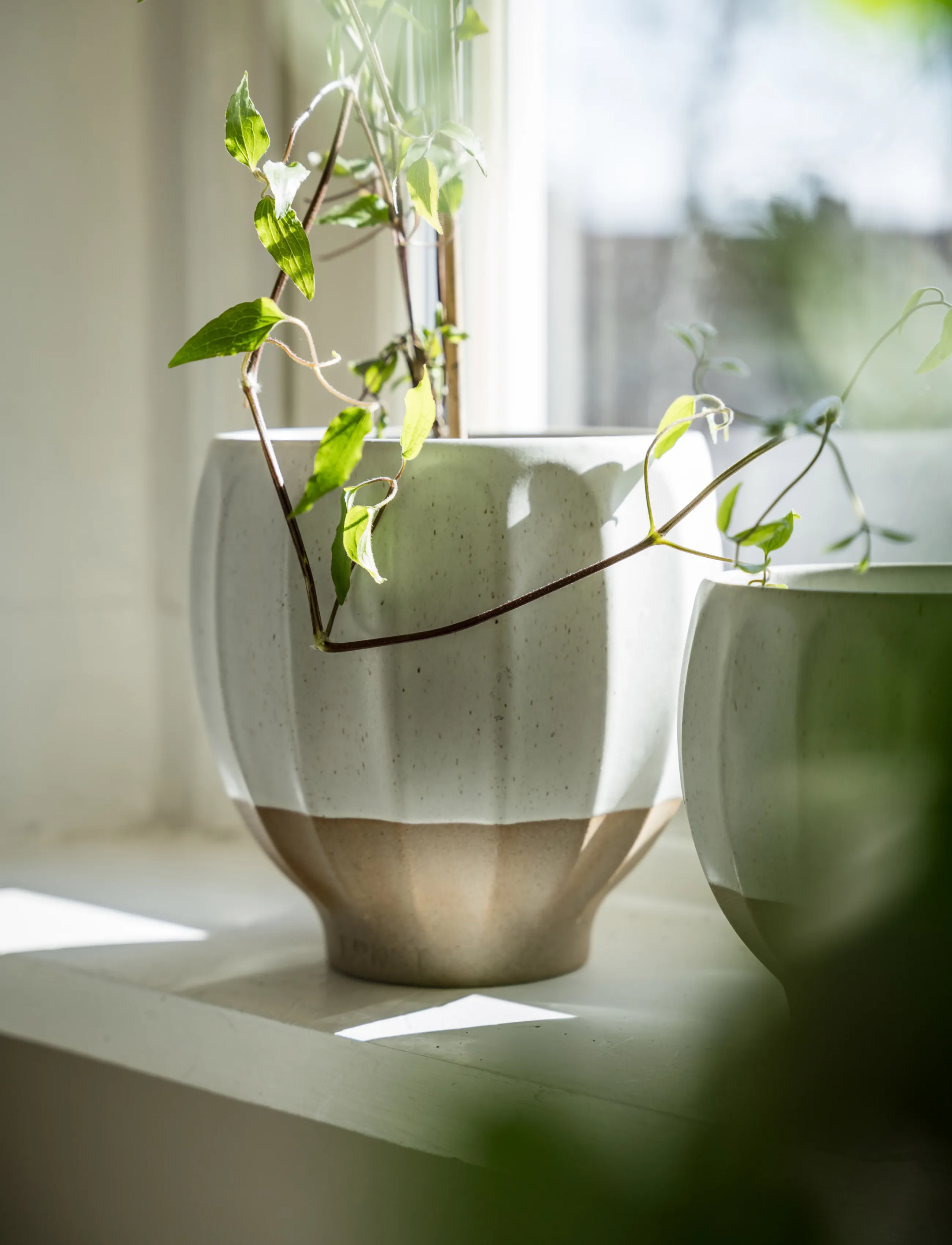 ERNST - Pot - white / natural - 2