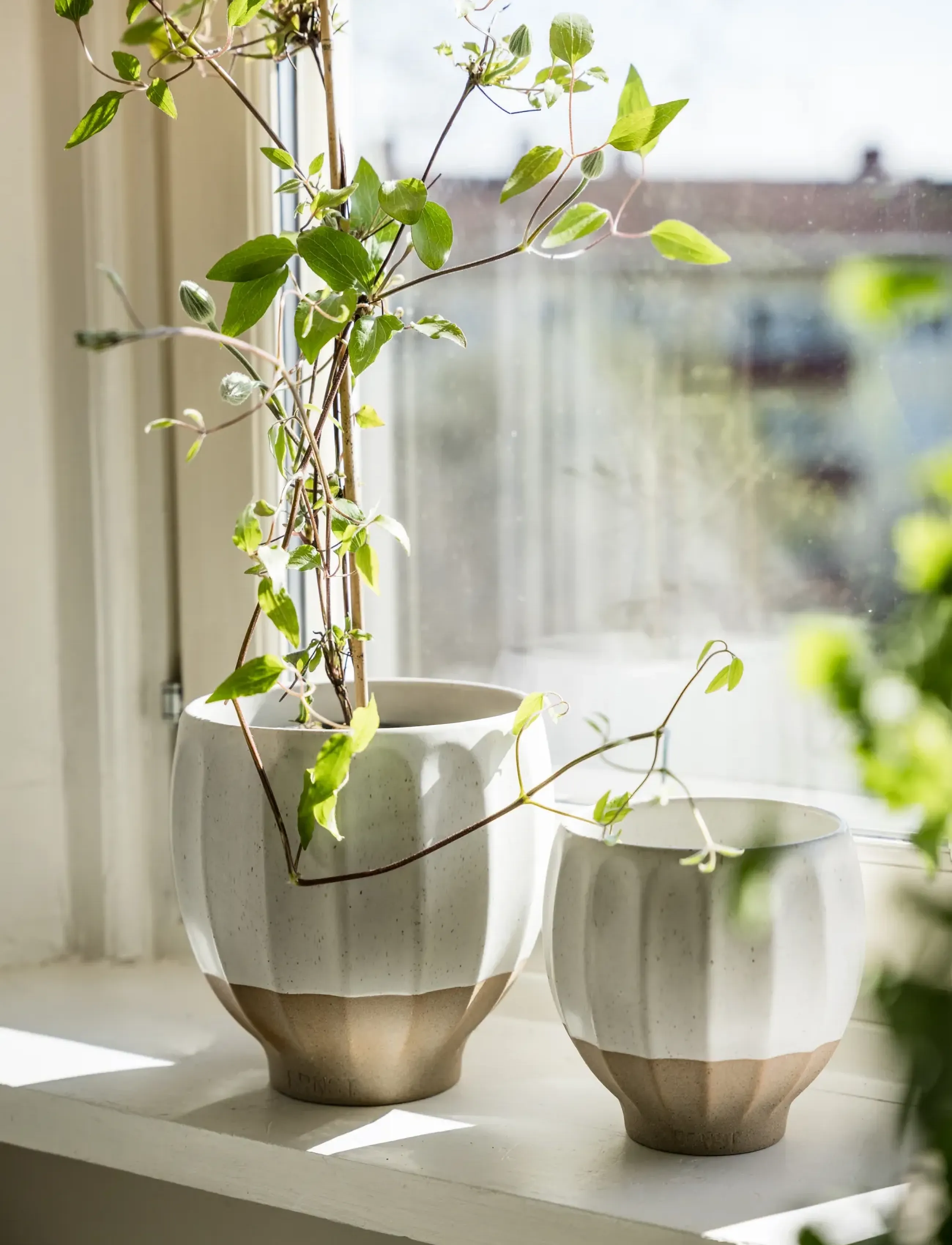 ERNST - Pot - white/natural - 1