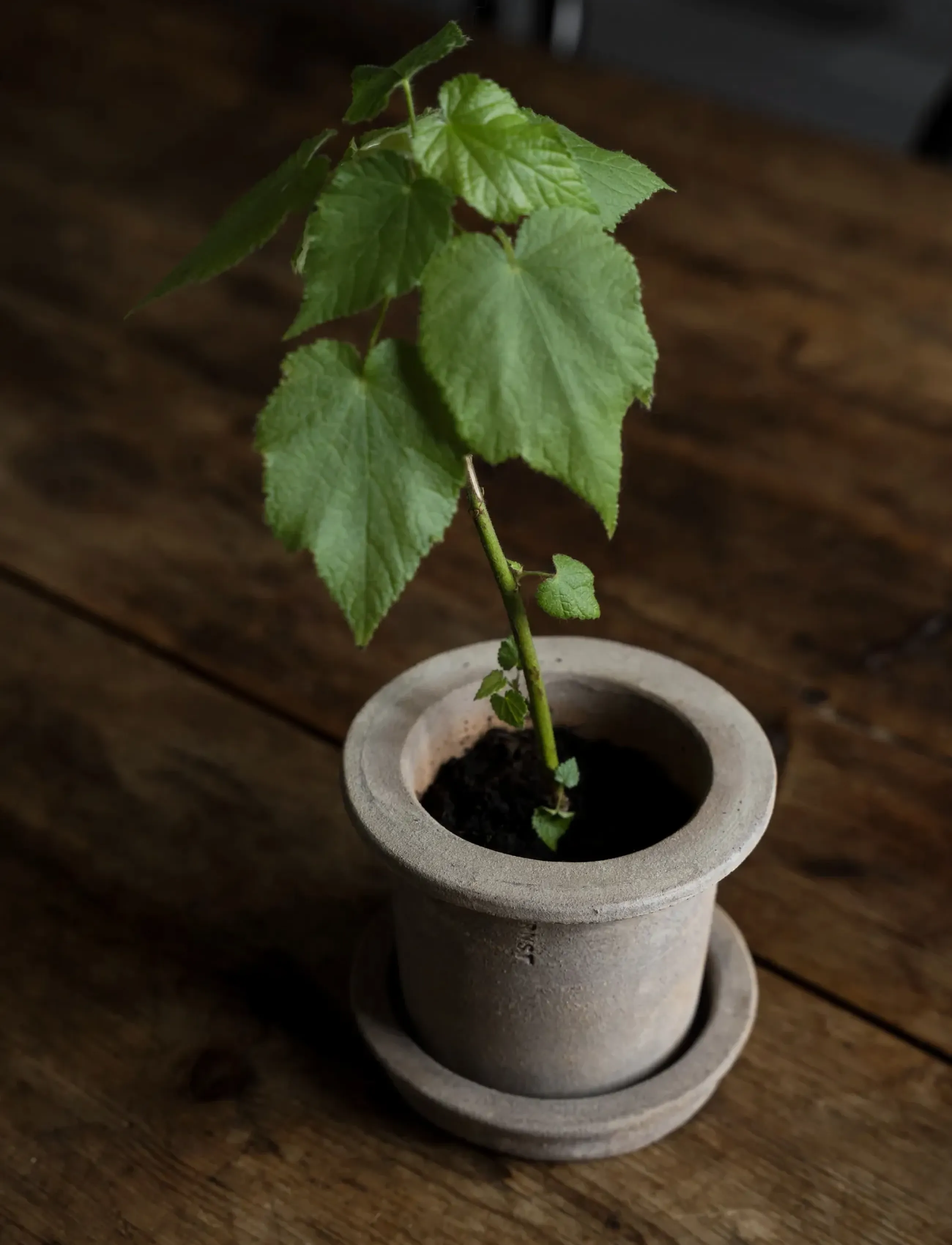 ERNST - Pot w saucer - trädgårdstillbehör - terracotta - 2
