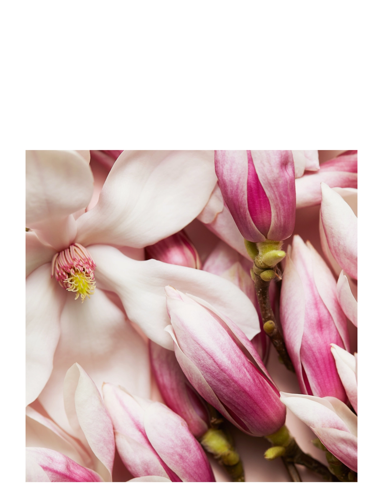 Celebrate N.o.w. Eau De Parfum 5